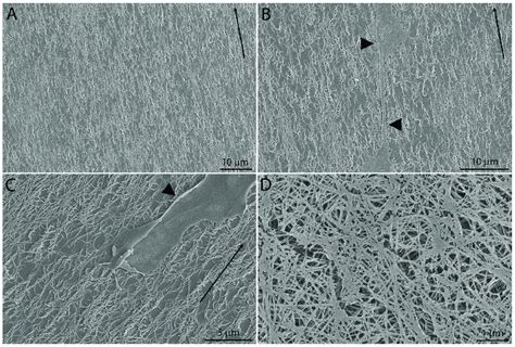 Scanning Electron Microscopy SEM Images Of Collagen Substrates A