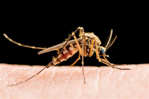 The Rockefeller University An Immune Flaw May Cause West Nile Viruss