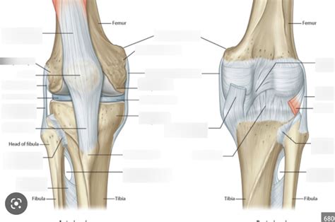 The Tibiofemoral Knee Joint Diagram Quizlet