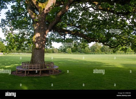 Circular Tree Bench Hi Res Stock Photography And Images Alamy