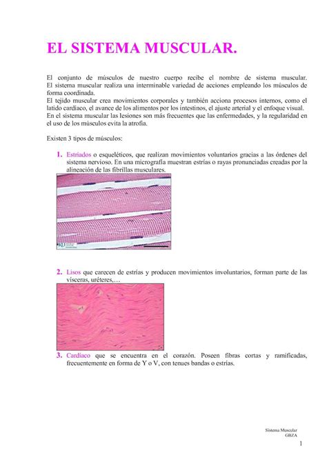 Calaméo El Sistema Muscular