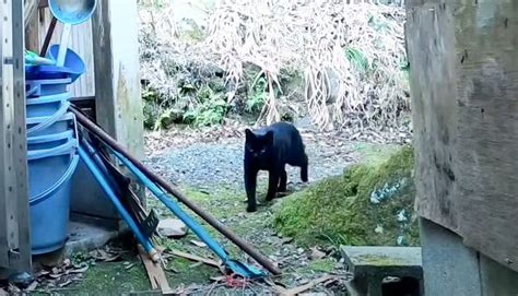 山奥に遺棄された『人間嫌いの黒猫』をお世話したら『劇的な変化』に涙「すごく感動」「生きててくれてありがとう」と6万8000再生 ねこちゃんホンポ