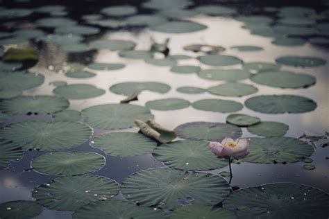 Water Lilies in the Pond · Free Stock Photo