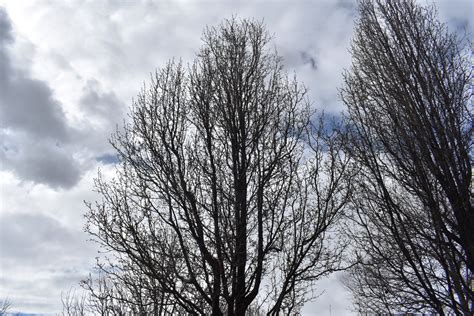 Chanticleer Flowering Pear