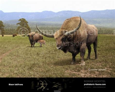 Bison Latifrons Giant North American Bison Prehistoric Animals