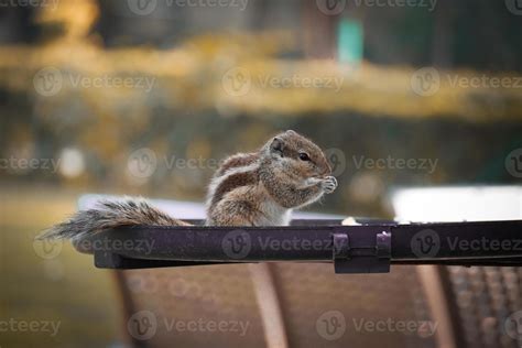 cute and clever squirrel eating food in park 6859331 Stock Photo at ...