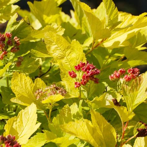 Купить Пузыреплодник калинолистный (Physocarpus opulifolius `Angel Gold ...