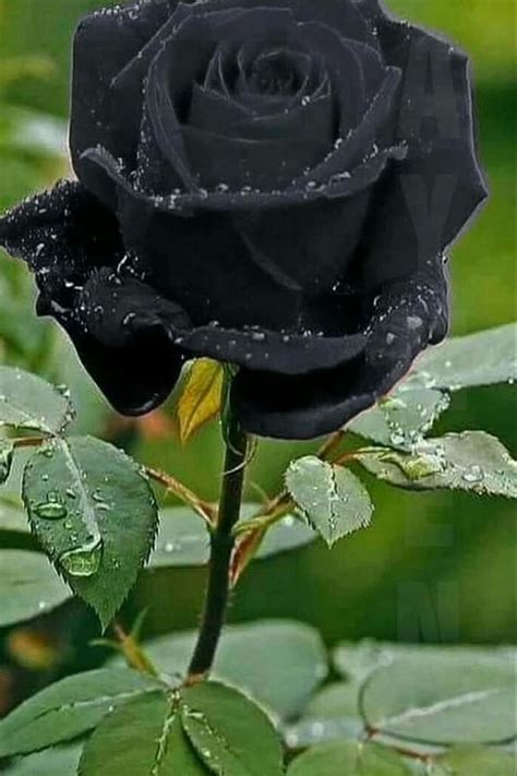 Black Rose Wallpaper Hd