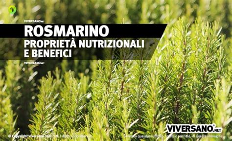 Rosmarino Propriet Come Ottenere Benefici E Controindicazioni