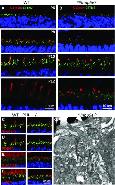 Mutant Cones Form Spherical Os A And B S Opsin Localization In Wt A