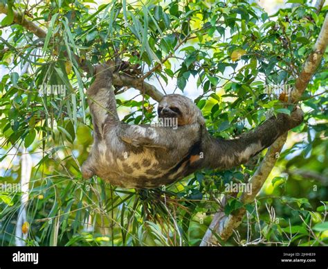 Brown Throated Three Toed Sloth Bradypus Variegatus Hanging In A Tree