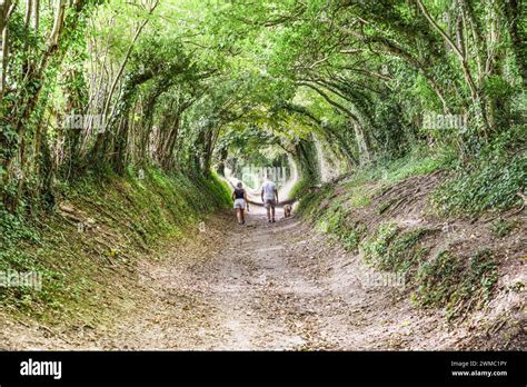 Halnaker Tree Tunnel - a natural tunnel of trees near Chichester ...