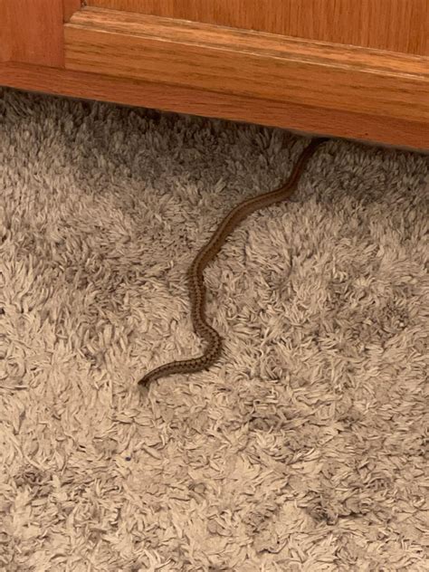 Texas Brown Snake? : r/whatsthissnake