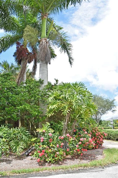 Florida Landscaping - Palm Trees Stock Image - Image of park, tropical ...