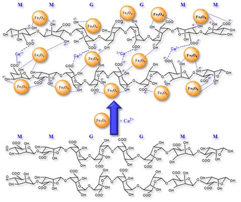 The Binding Structure Of Crosslinked Alginate With Iron Oxide