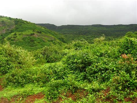 Green Vegetation On Mountain Stock Photo Image Of Skies Tree 3238462