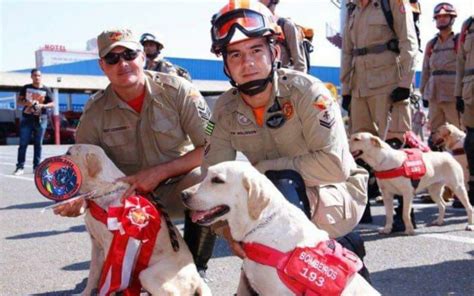 Cadela que atuou em Brumadinho se aposenta do CBMGO Revista Emergência