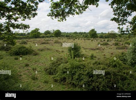 Knepp Castle Estate Rewilding Project Sussex Uk June Stock Photo