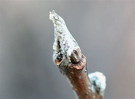 Vascular Plants Of The Gila Wilderness Fraxinus Lowellii