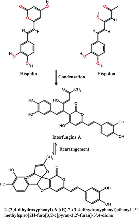 Biosynthetic pathway of... | Download Scientific Diagram