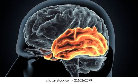 D Illustartion Human Body Temporal Lobe Stock Illustration