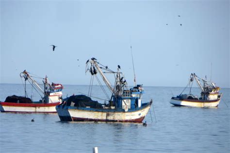 Claves Para Entender El Manejo De La Pesquería De Anchoveta Oceana Peru