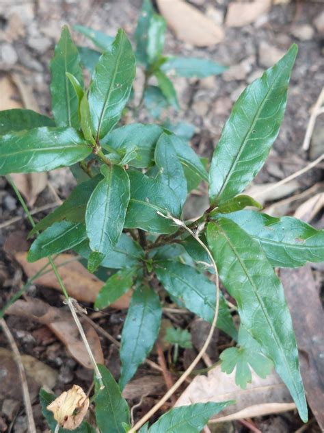 Sweet Morinda From Beecroft Nsw Australia On August At