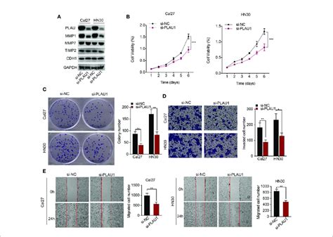 Plau Knockdown Inhibited Hnscc Cell Proliferation Migration And