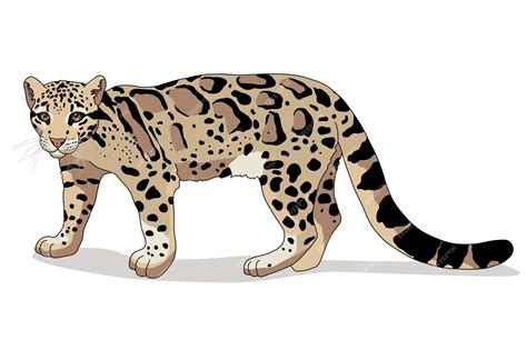 Premium Vector Clouded Leopard Of Wild Animal Living In Nature With A