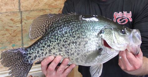 A State Record Crappie Was Caught In Southern Illinois This Year Here