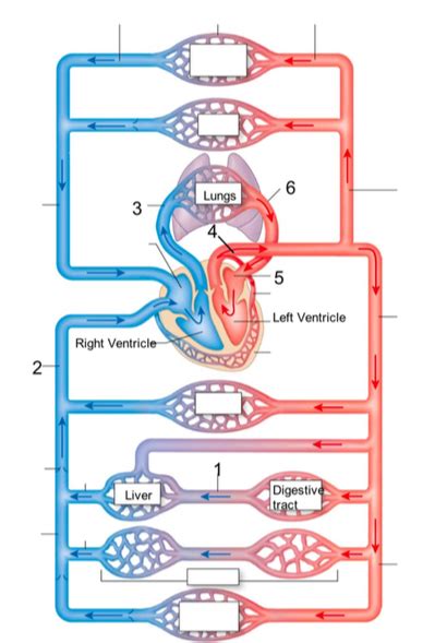 Circulatory System Diagram Quizlet