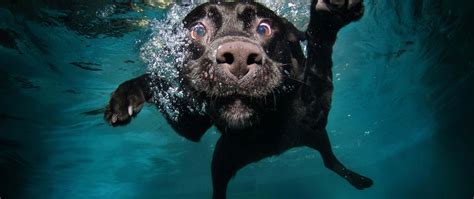 Dogs Underwater Wallpapers Top Free Dogs Underwater Backgrounds