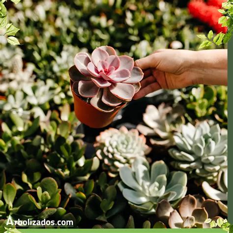 Las suculentas plantas fascinantes y fáciles de cuidar Arbolizados