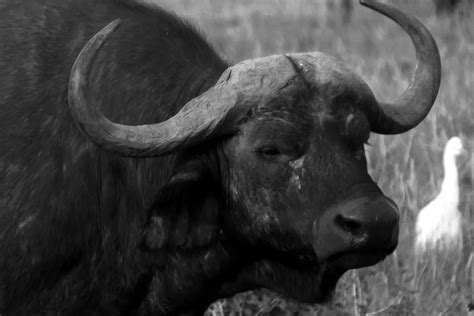 Búfalo Africano Características Hábitat Y Curiosidades