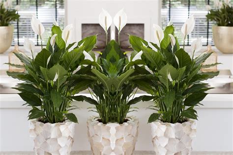 Spathiphyllum Lima Lys De La Paix Pot 17cm Hauteur 60 75cm