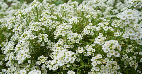 Low Growing Sun Perennials — Sunnyside Nursery