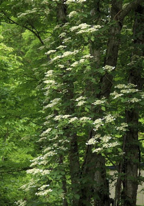 10 climbing hydrangea varieties 🌿 🌼 A comprehensive guide to choices