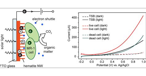 Photoenhanced Electrochemical Interaction Between Shewanella And A