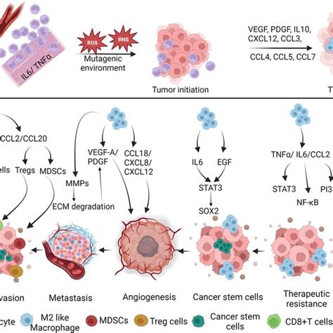 Role Of Macrophages In Tumor Progression Macrophages Play A Crucial