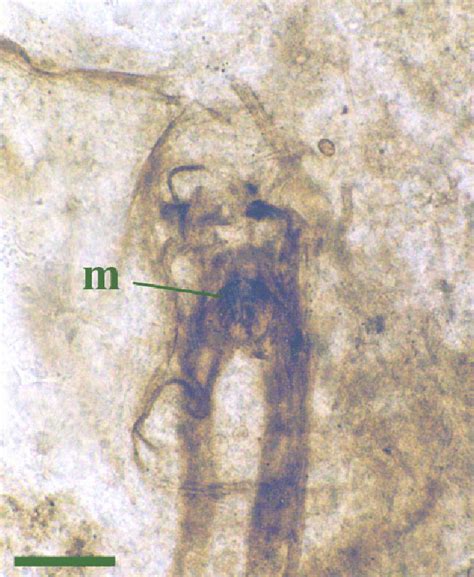 Rhyniognatha hirsti, the oldest insect fossil (M=bladed mandibles ...