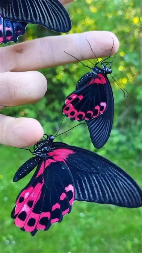 Pin Auf Butterfly