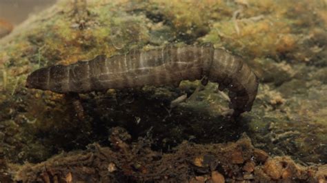 A crane fly larvae.Confession: I've never fished a "mop" fly, but I've seen Tim Flagler's gawdy ...