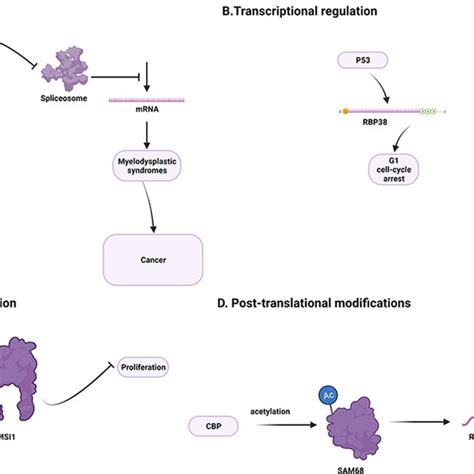 Rbps Regulate The Functions Of Transcripts At Multiple Download Scientific Diagram