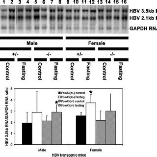 RNA Northern Filter Hybridization Analysis Of HBV Transcripts In The