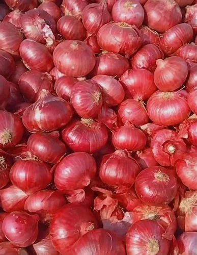 A Grade Maharashtra Onion Packaging Size Kg Onion Size Available