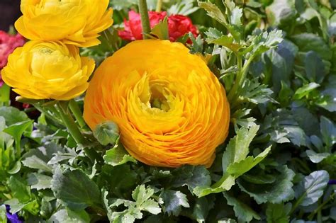 How To Grow And Care Buttercup Flower Varieties Ranunculus