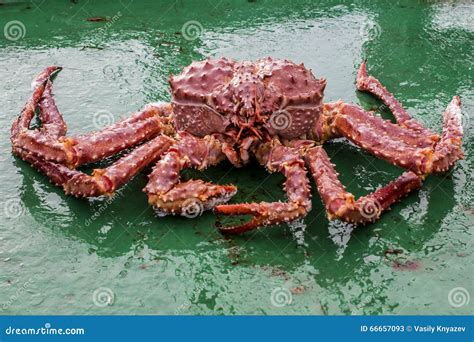 Golden King Crab Stock Image Image Of Okhotsk Hermit 66657093