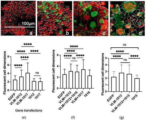 Viruses Free Full Text Immunisation Using Novel DNA Vaccine