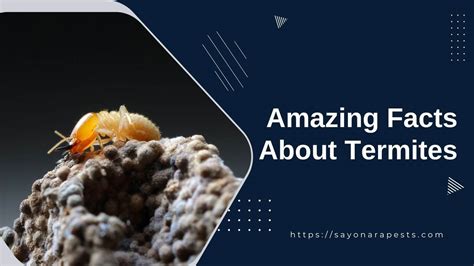 Top Amazing Facts About Termites That You Don T Know Yet Sayonara Pests