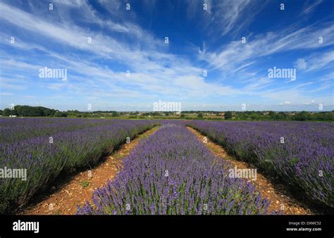 Lavender fields at Heacham in Norfolk Stock Photo - Alamy